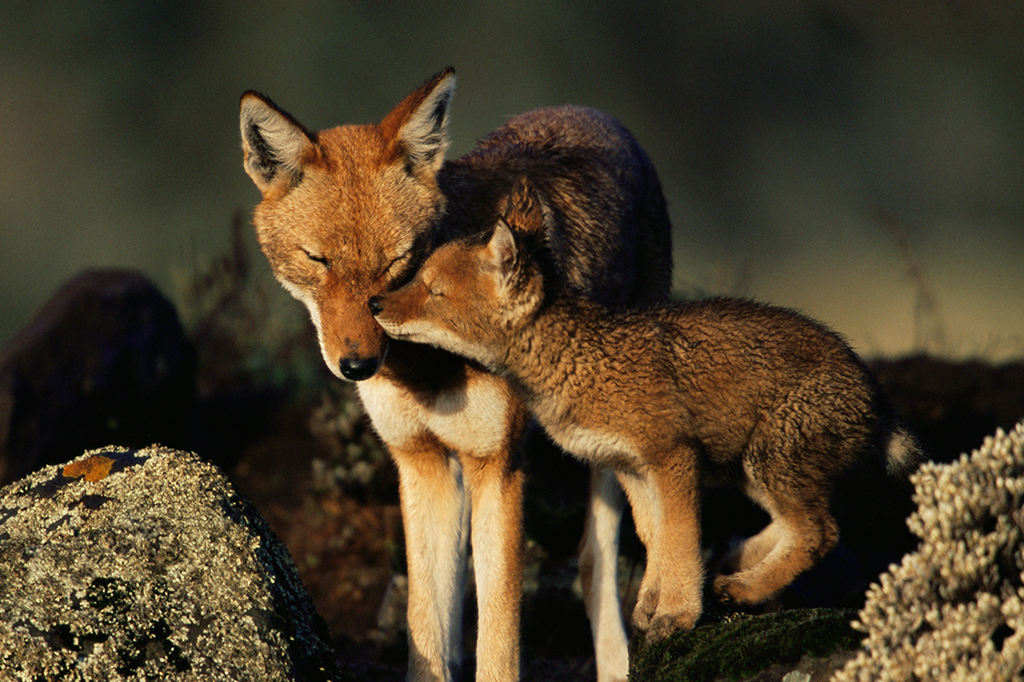 Humanos ocupam a 7ª posição em ranking de monogamia entre espécies. Veja a lista.