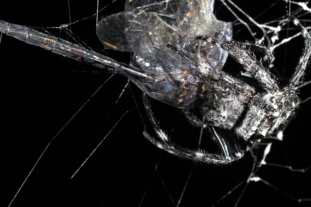 Teias mais resistentes do mundo são produzidas apenas por aranhas fêmeas