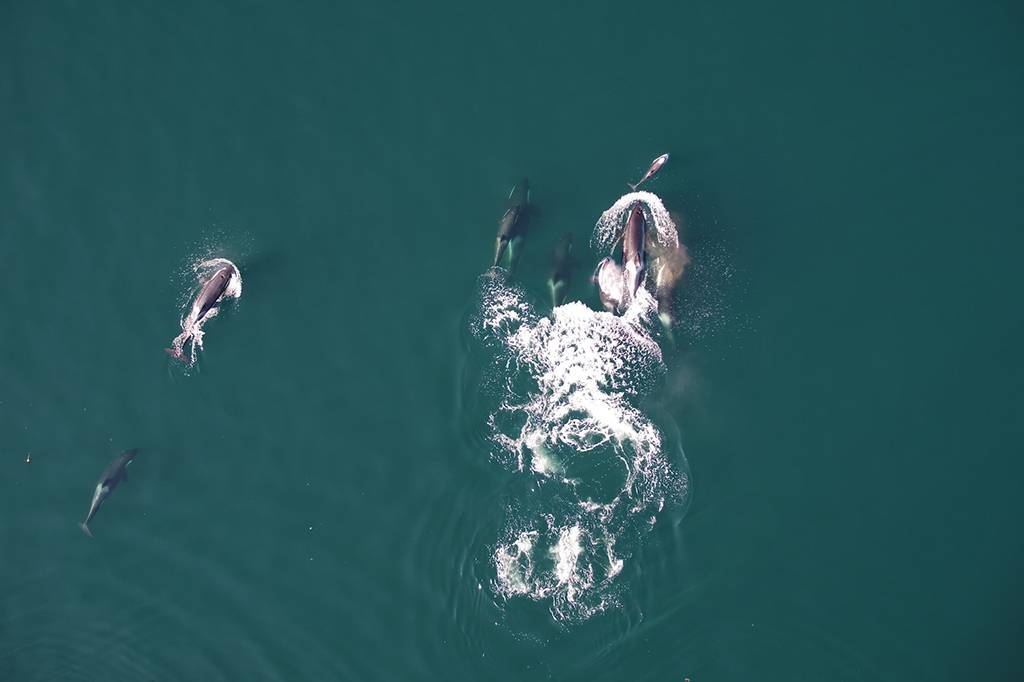 Orcas e golfinhos se juntam em parceria incomum para caçar salmões; veja vídeo