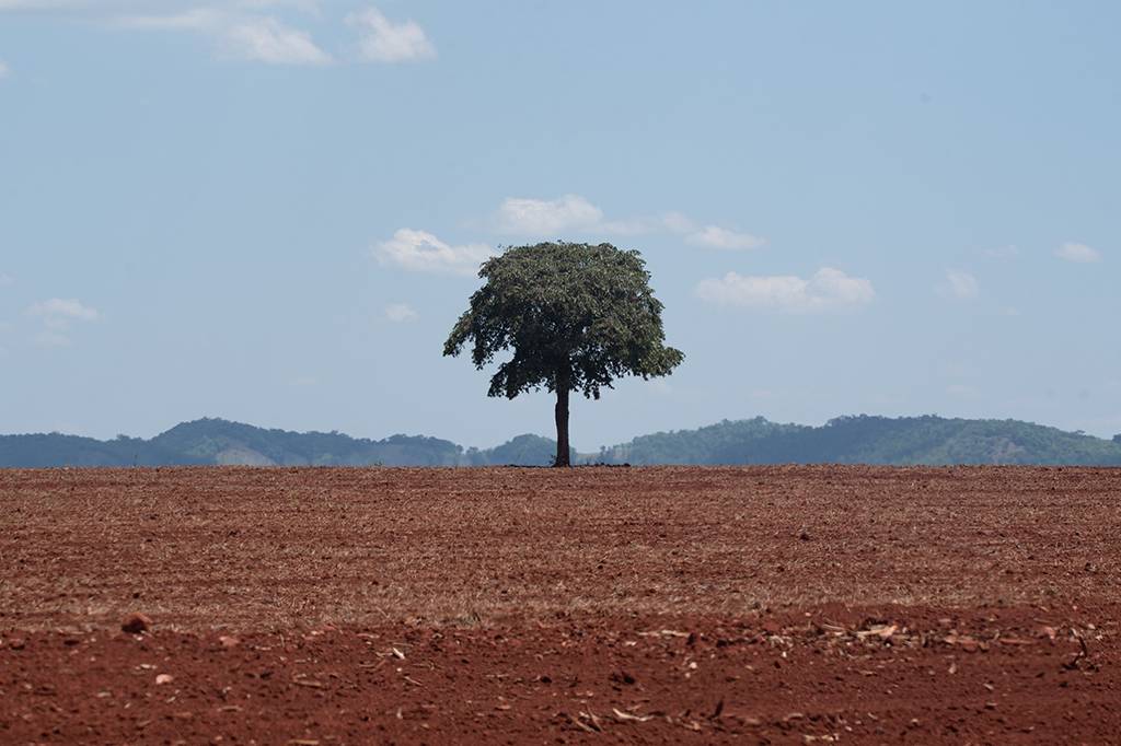 Desmatamento cai no Brasil, e agora não é hora de enfraquecer o que funcionou