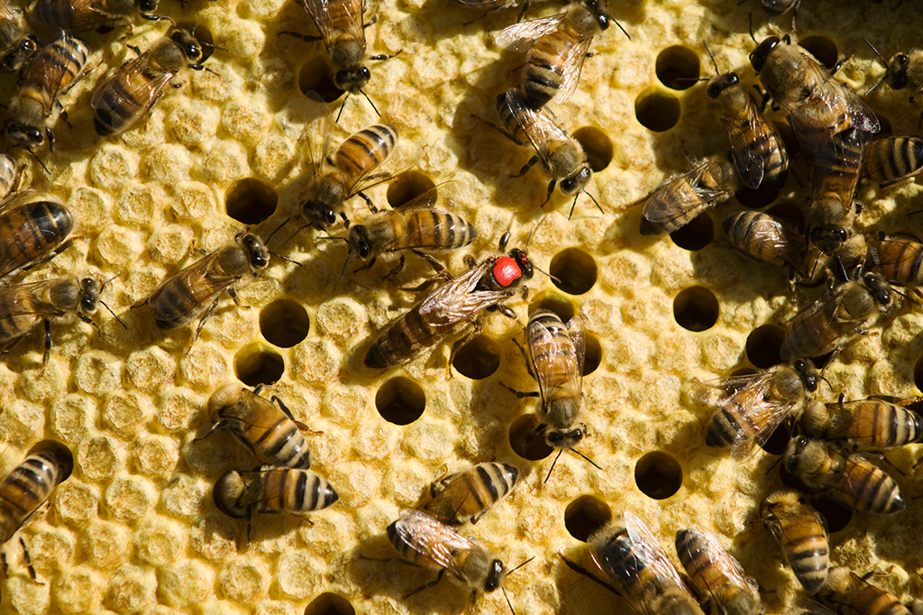 Fotografia de Abelhas (Apis) em colmeia com abelha rainha marcada por uma mancha vermelha de identificação.