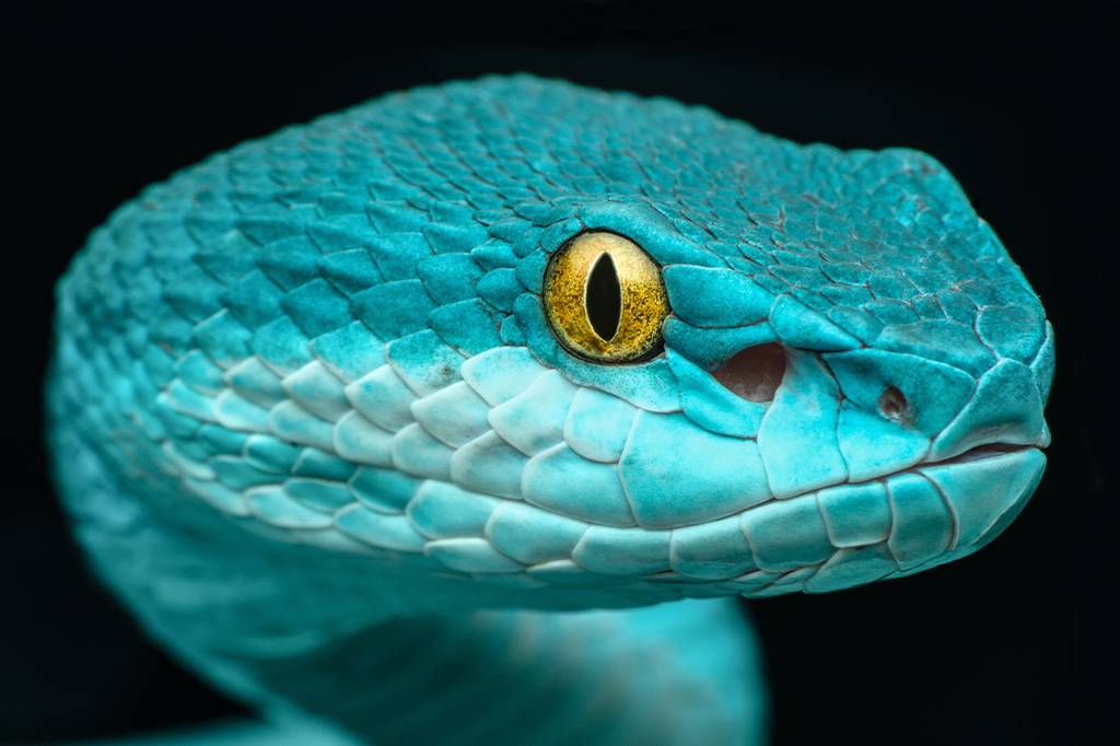 Cientistas imitam visão-de-calor das cobras para criar sensor infravermelho portátil