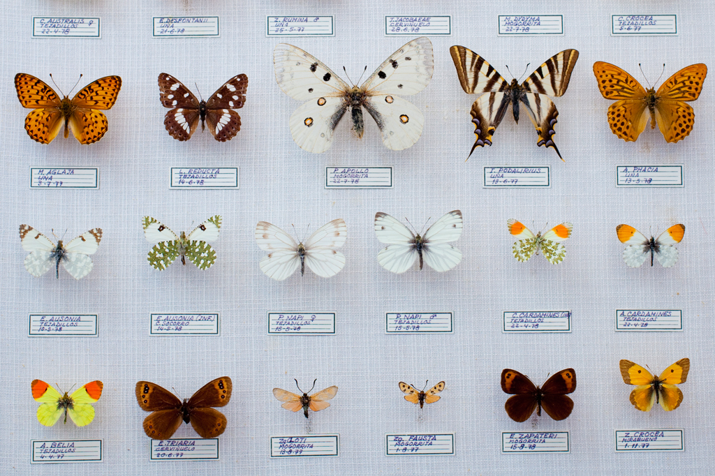 SI_482_Oráculo_Espécie_e_subéspecie