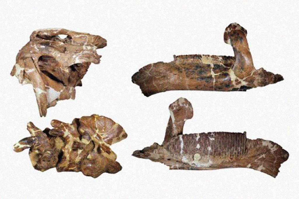 Fotografia do conjunto de f&oacute;sseis de Ahshislesaurus wimani