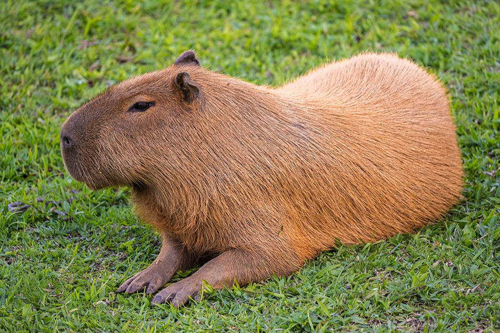 Capivaras possuem ‘interruptor’ molecular que controla a digestão de carboidratos