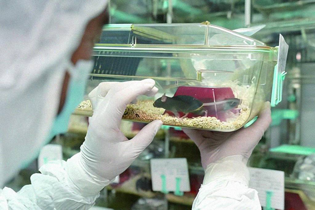 Camundonga que foi ao espaço dá à luz após missão chinesa