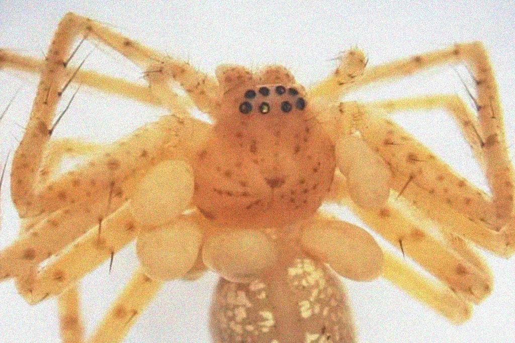 Ácaro que parasita aranhas é descoberto no Brasil pela primeira vez