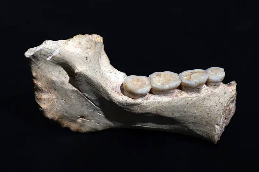 Fósseis de 773 mil anos descobertos no Marrocos podem preencher lacuna na evolução humana