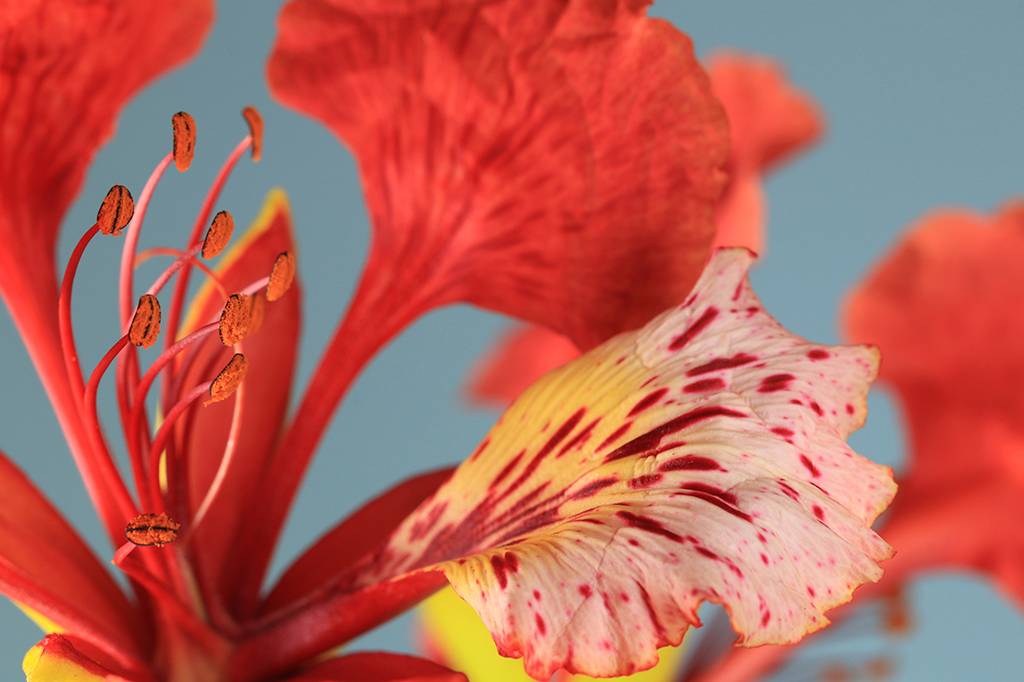 A vida sexual das plantas é muito mais complicada do que se imagina