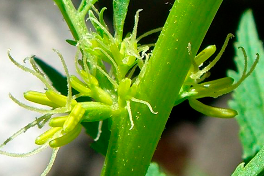 Fotografia da Raiz de Durango.