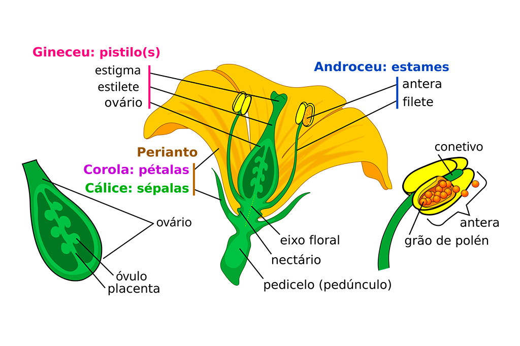 Imagem do esquema dos componentes de uma flor matura completa, heterog&acirc;mica e hipog&iacute;nica.