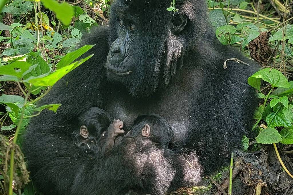 Em caso raro, gêmeos gorilas-das-montanhas nascem em parque africano