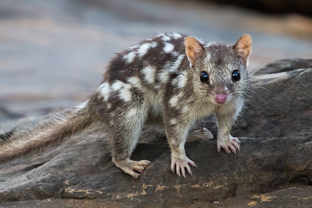 Marsupial ameaçado de extinção é fotografado pela 1ª vez em 80 anos na Austrália