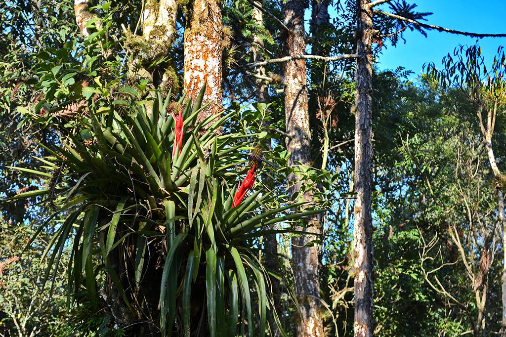 Bromélias são peças-chave para a diversidade da Mata Atlântica, revela estudo