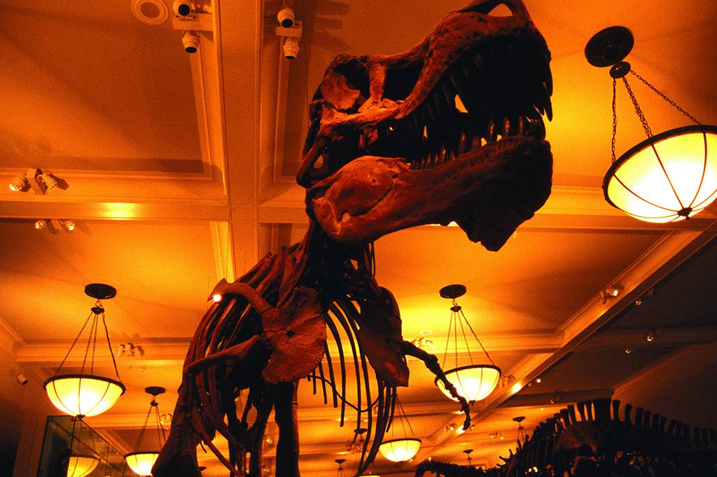 T. Rex levava até 40 anos para atingir o tamanho adulto, aponta estudo