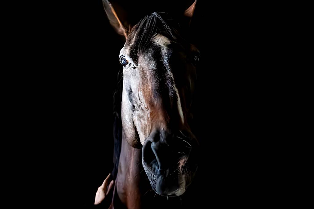 Cavalos sentem o cheiro do seu medo – e ficam assustados