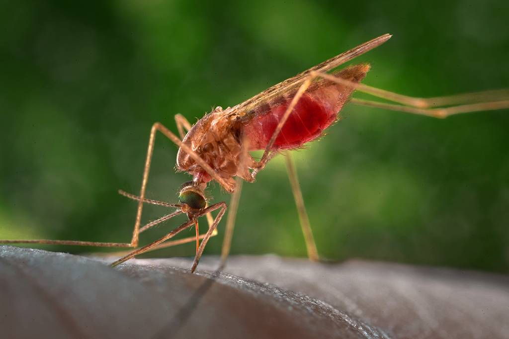 Mosquitos podem estar trocando o sangue animal pelo humano em áreas desmatadas, mostra estudo brasileiro