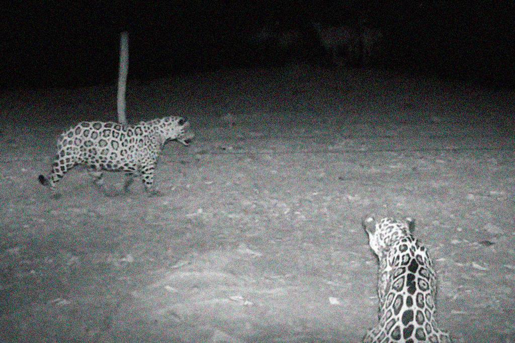 Solitárias por natureza, onças-pintadas são flagradas em grupo no Pantanal