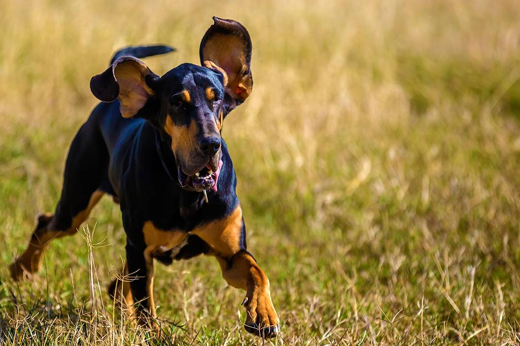 Cientistas identificam o gene que deixa os cães orelhudos