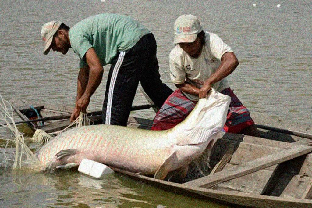 Pesquisa inédita com genoma protege espécies de peixes da Amazônia