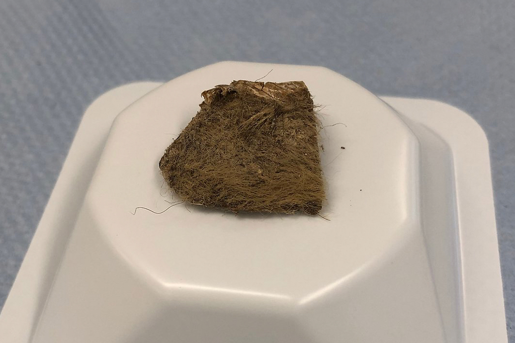 Fotografia do peda&ccedil;o de tecido de rinoceronte lanoso encontrado no est&ocirc;mago do filhote Tumat-1.