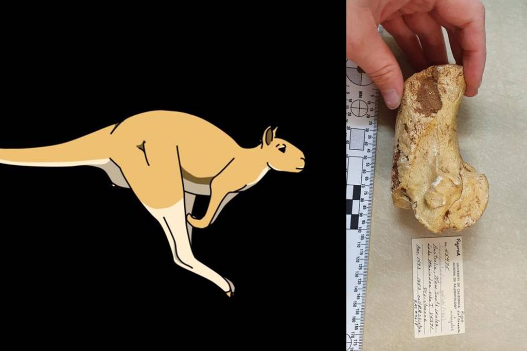 Cangurus pré-históricos de até 250 kg ainda conseguiam saltar, sugere estudo