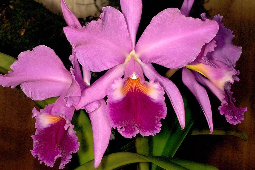 Dos vasos das avós às florestas: estudo mostra como o Brasil virou um centro global de orquídeas