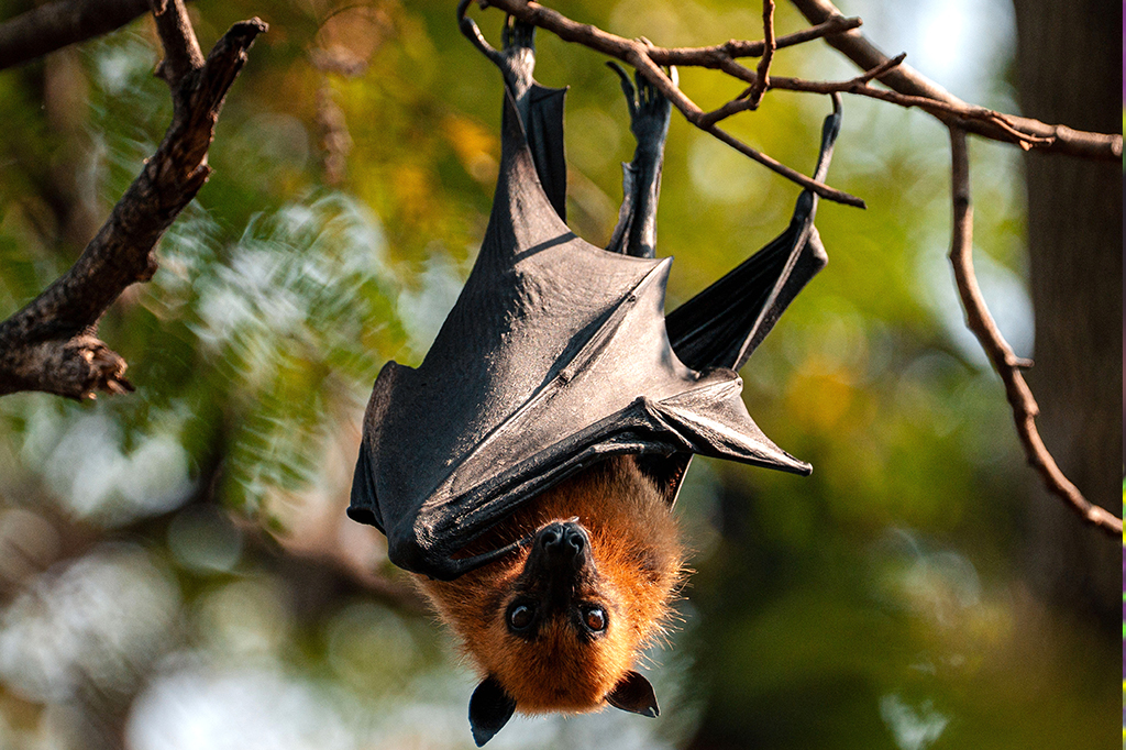 Um morcego frug&iacute;voro em uma &aacute;rvore em Wat Khanon Tai.