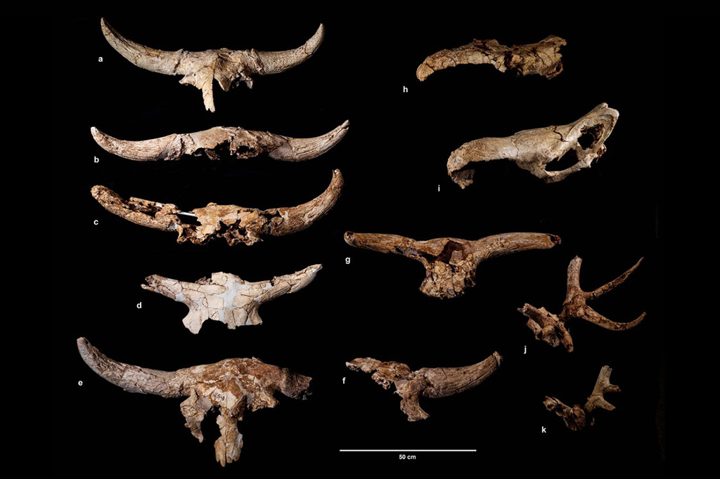 Fotografias dos fragmentos primários dos crânios.