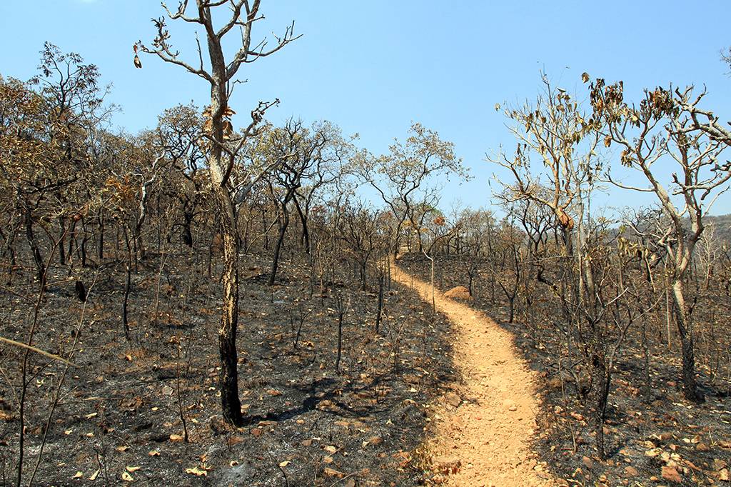 Mais de 55% da vegetação nativa do Cerrado, um dos Ecodomínios mais ricos e ameaçados do mundo, já foi perdida