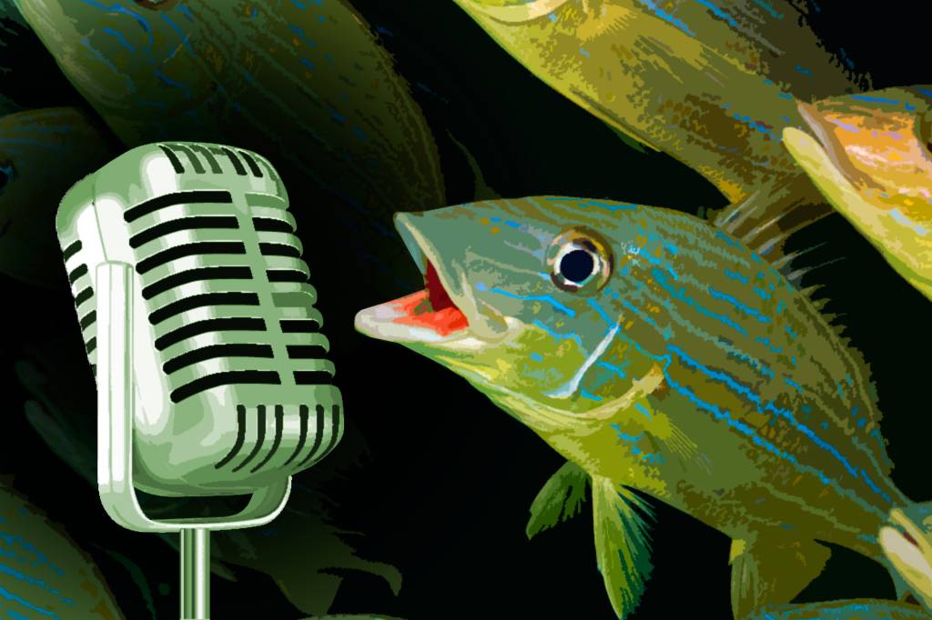 Que som faz um peixe? Cientistas identificam as “vozes” de oito espécies