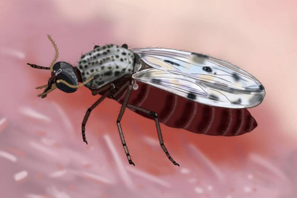 Pesquisa alerta para riscos do vírus oropouche a gestantes brasileiras
