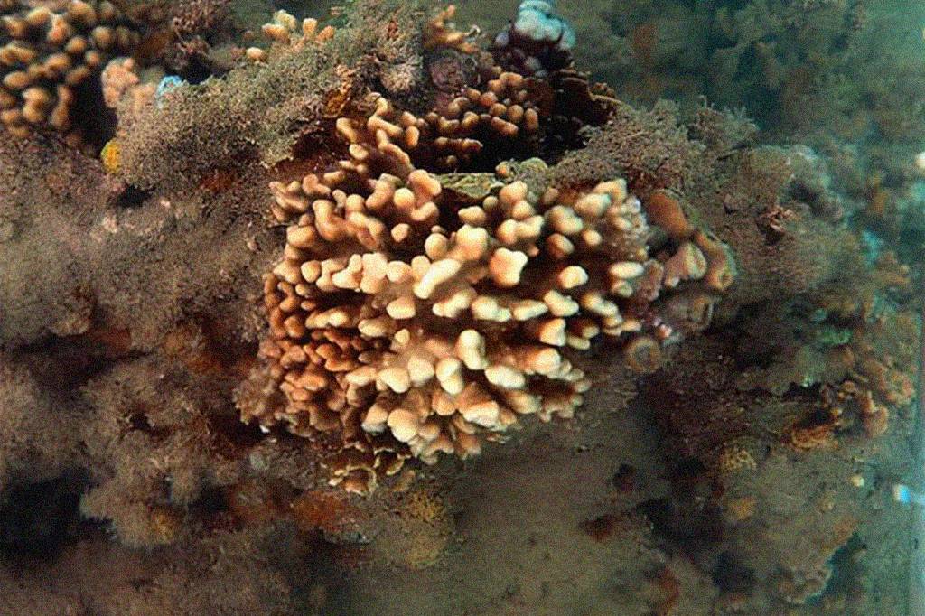 Corais-de-fogo que só existem no Brasil correm risco de extinção silenciosa