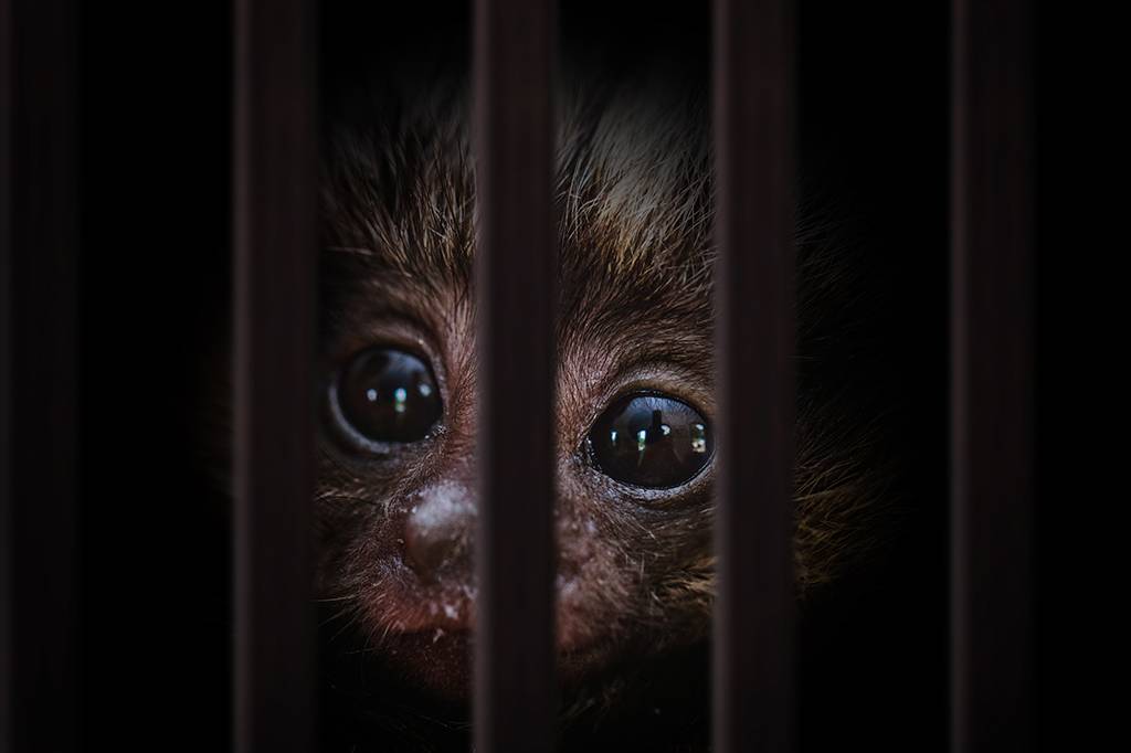 Novas tecnologias reforçam a luta global contra o tráfico de animais silvestres
