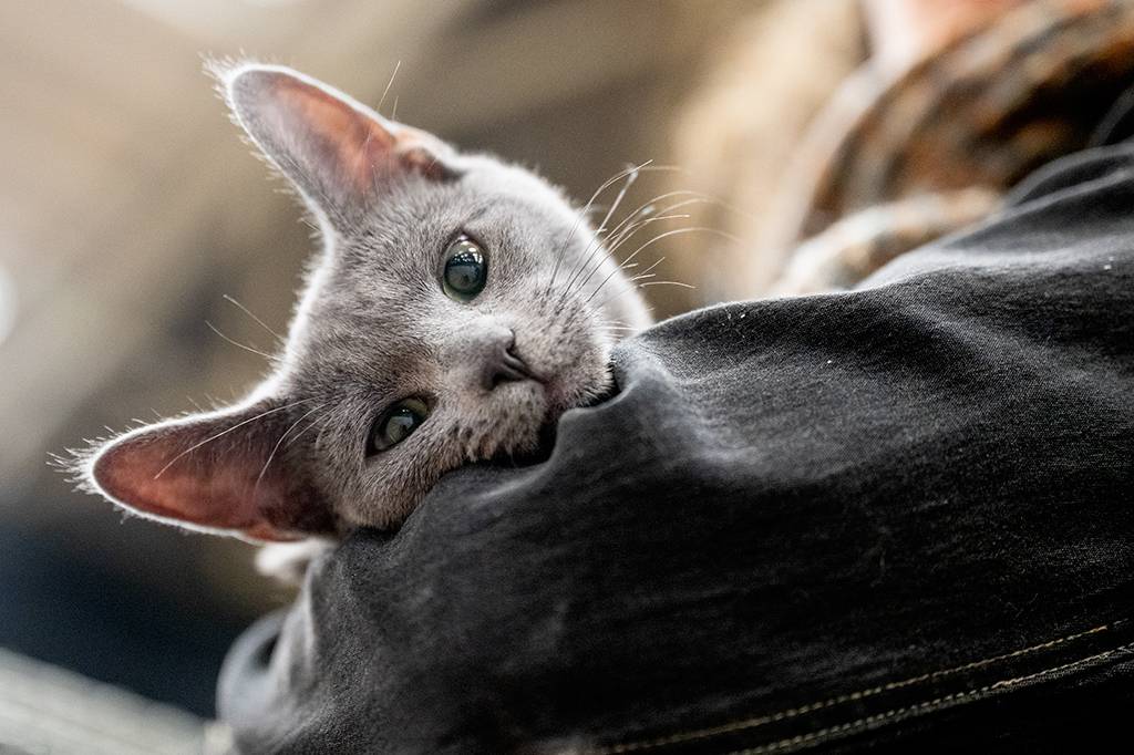 Ronronar, e não o miado, revela a identidade de um gato, diz estudo