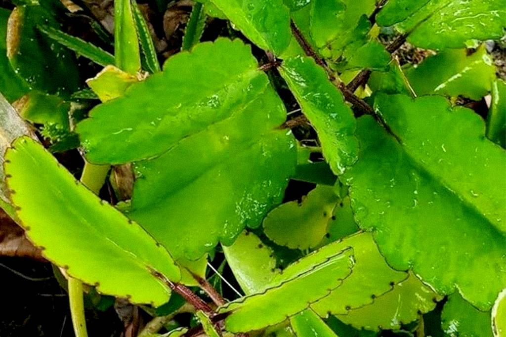 Plantas medicinais são esperança de terapias mais acessíveis contra o câncer