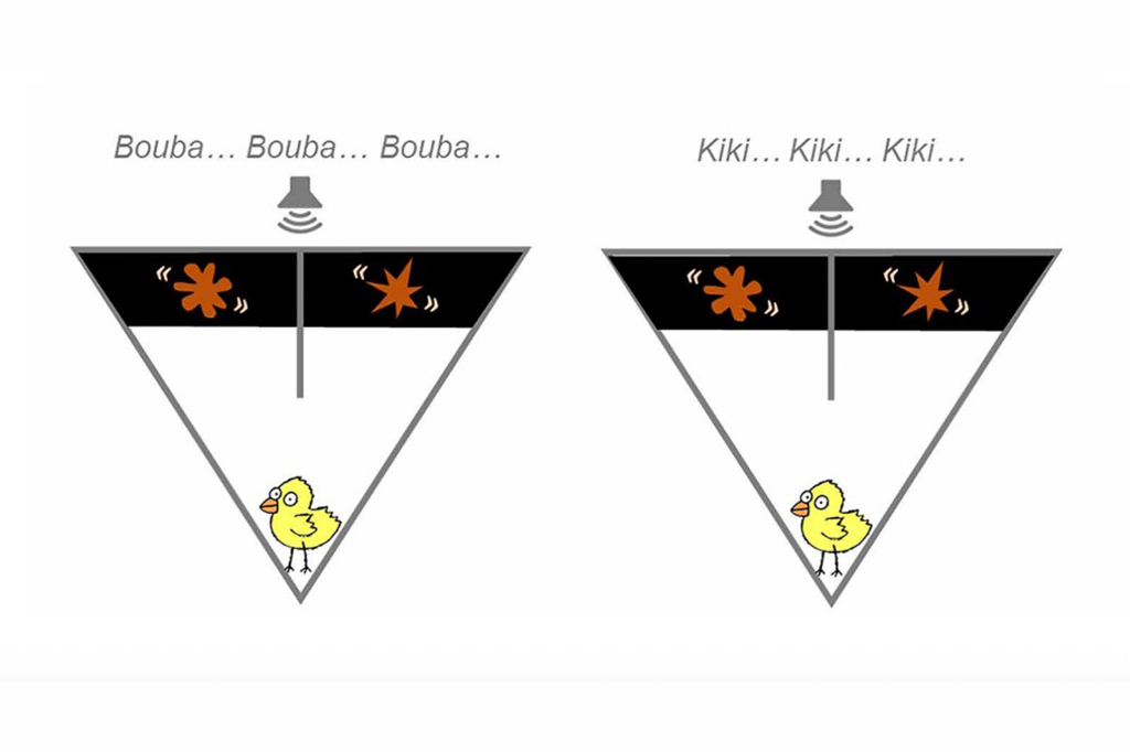 Ilustra&ccedil;&atilde;o dos experimentos Bouba-kiki em pintinhos