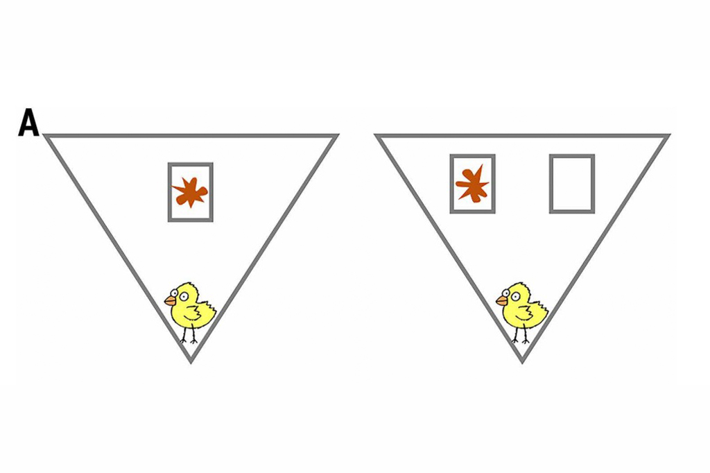 Ilustra&ccedil;&atilde;o dos experimentos Bouba-kiki em pintinhos