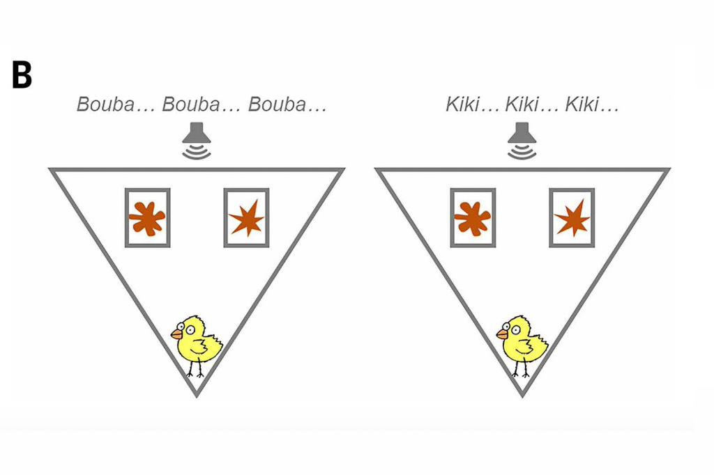 Ilustra&ccedil;&atilde;o dos experimentos Bouba-kiki em pintinhos