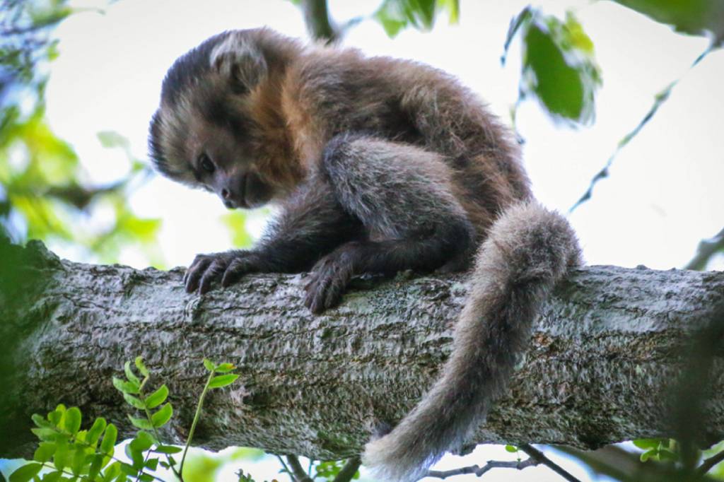 O Fantasma de Ubajara: cientistas registram macaco-prego sem pigmentação