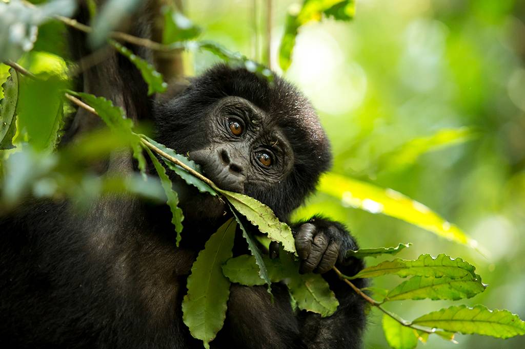 Testes de urina em chimpanzés confirmam consumo diário de álcool