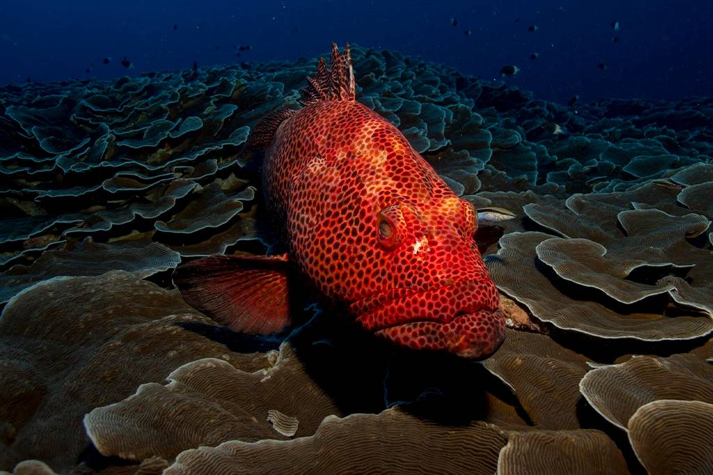 Biomassa de peixes cai 20% por ano devido a aquecimento dos oceanos