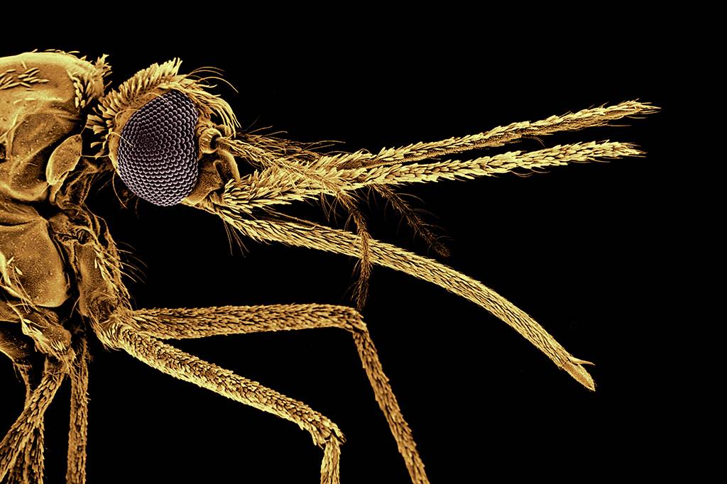 Como os mosquitos passaram a gostar de sangue humano