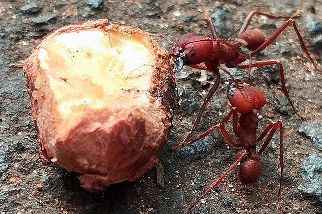 Similar a humanos, microbiota das formigas muda conforme a alimentação