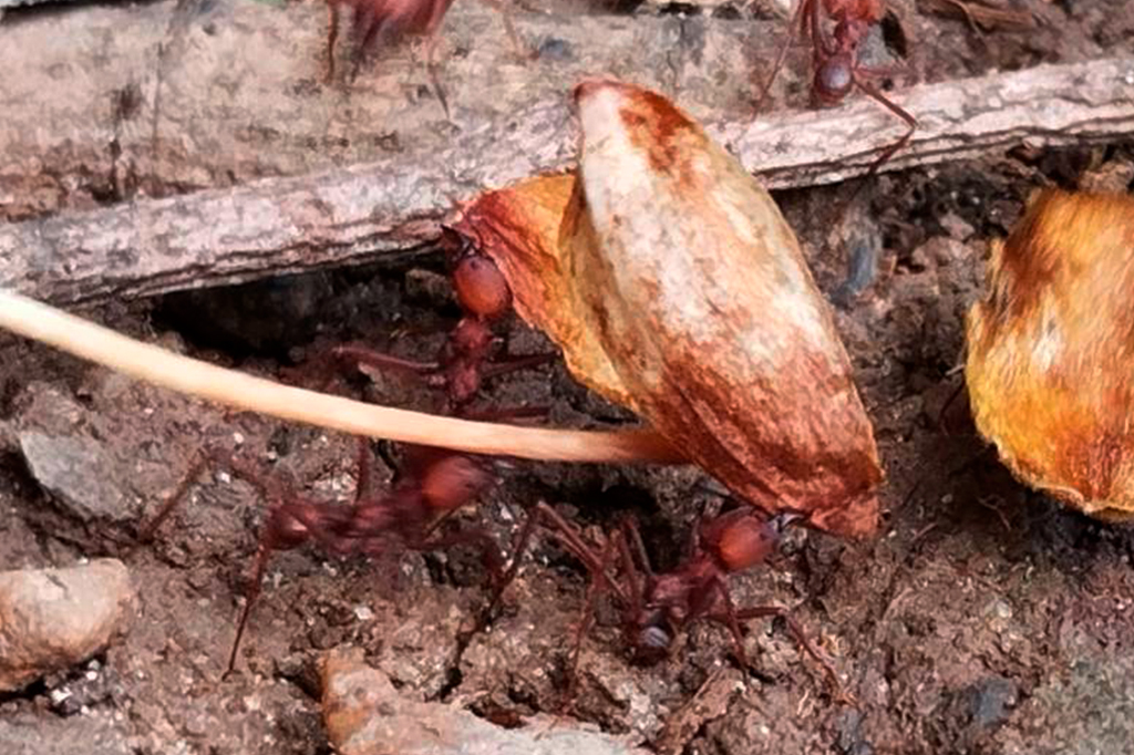Fotografia da trilha de formigas sa&uacute;va-lim&atilde;o em campo.