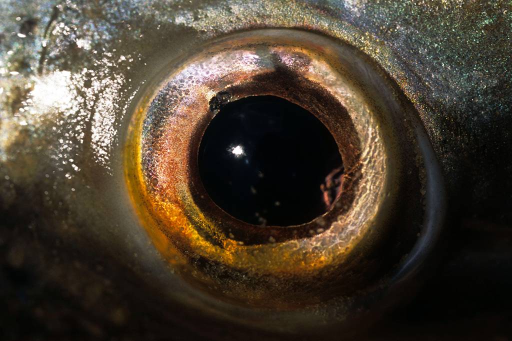 Uma criatura ciclope pode ter dado origem aos nossos olhos
