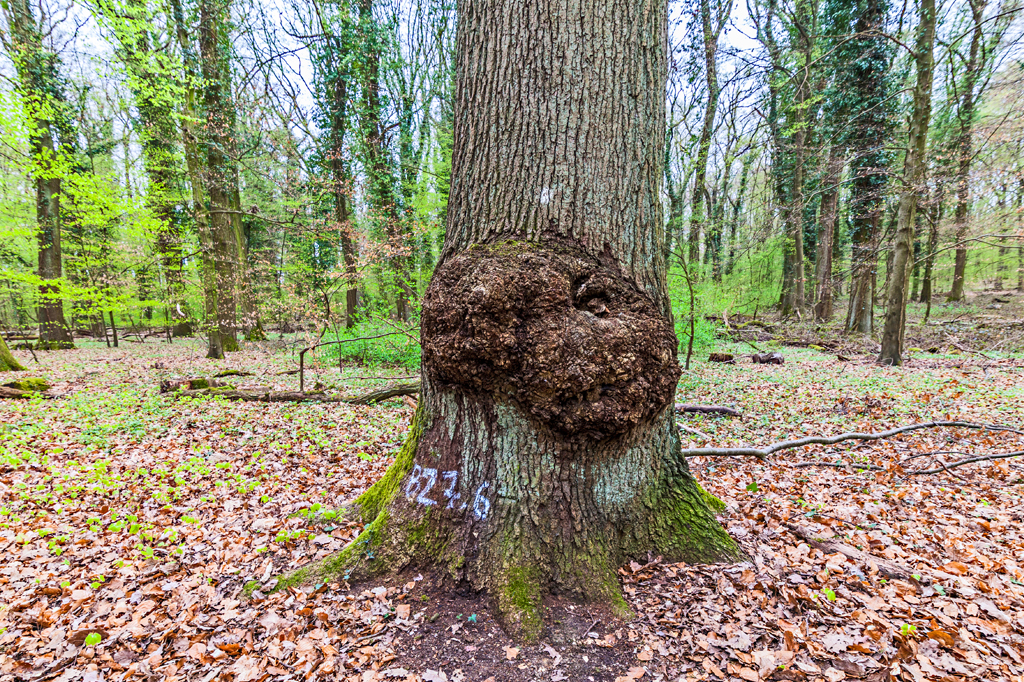 SI_484_Oráculo_Árvore_câncer