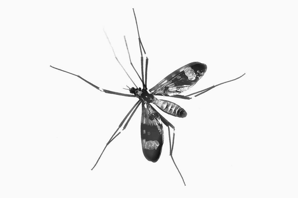 Qual a importância dos mosquitos? Por que não podemos extingui-los?