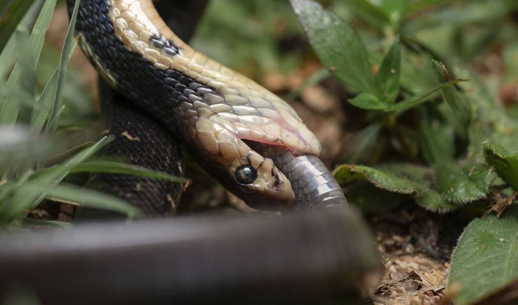 Por que algumas cobras evoluíram para serem canibais