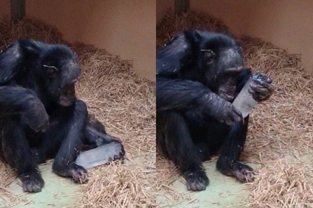Cientistas descobrem que chimpanzés adoram cristais. O que isso diz sobre nós?